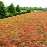 Icopal - extensive vegetation mat for flat roofs Icomat Green 317
